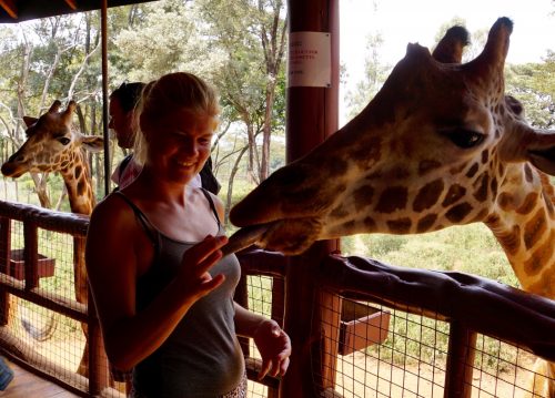Giraffers tunger er sorte for at undgå, at de bliver solskoldede, når de spiser. Desuden sover en giraf stående og kun 30 min dagligt inddelt i powernaps på ca. 5 min. 