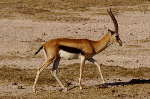 Gazelle. 