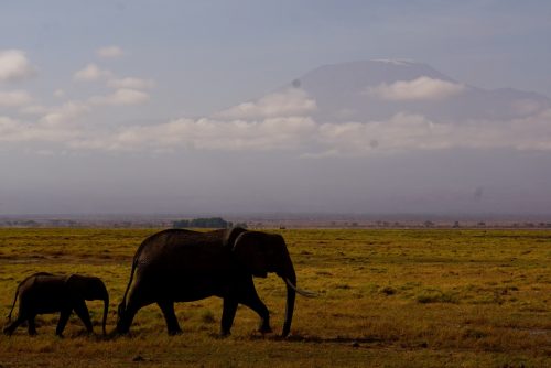 Elefantmor og -unge med Mt. Kilimanjaro i baggrunden. 